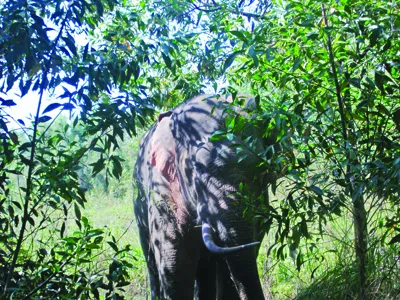 Mất đất, voi quậy người dân