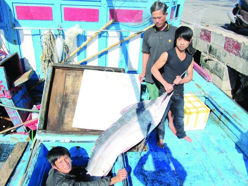 Những con cá dừa lớn - lộc giữa trùng khơi Ảnh: N.C