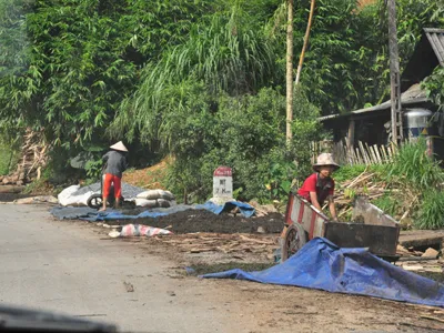 Phơi chè ra ven quốc lộ ở Yên Bái