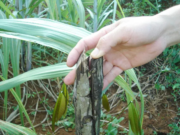 Cao su chết rét còn khô gốc Ảnh: N.H