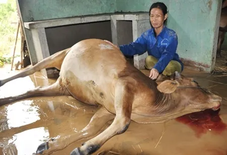 Bò chết, dân vùng lũ bật khóc vì xót của