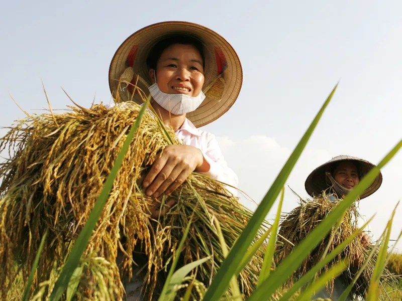 Nông dân vẫn phải làm việc vất vả Ảnh: Hồng Vĩnh