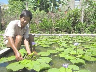 Thu tiền triệu mỗi ngày nhờ trồng hoa súng