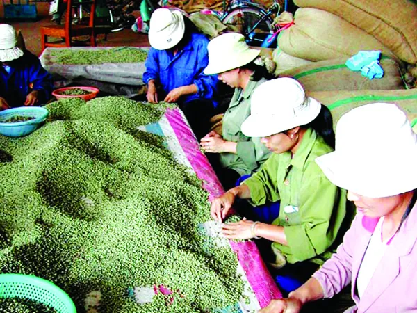 Thị trường cà phê Tây Nguyên chao đảo bởi các ông lớn FDI Ảnh: H.T.N