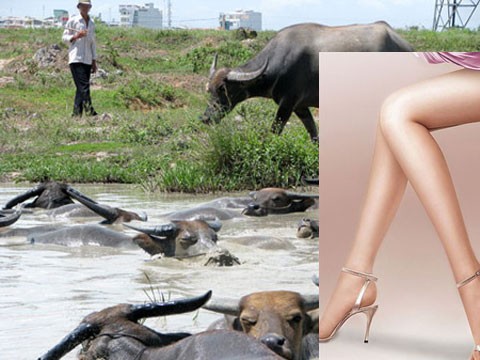 Kết cục thảm của những 'đại gia' Việt ‘hám gái’