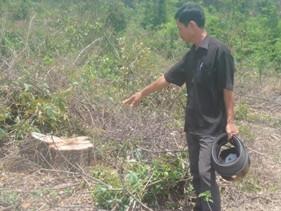 Rừng trồng 327 đã bán ở Hải Thái có đường kính gốc khá lớn và đều nhau Ảnh: Hữu Thành