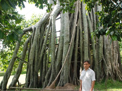 Bên gốc đa Tân Trào