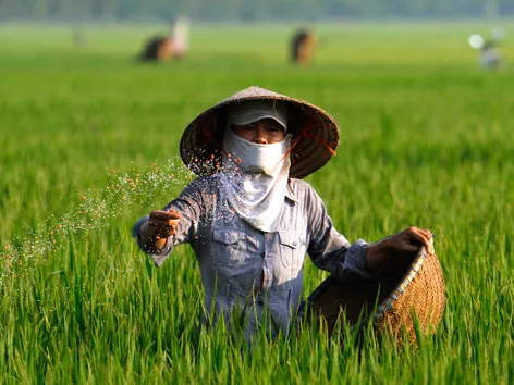 Chất lượng phân bón ngang với… đất
