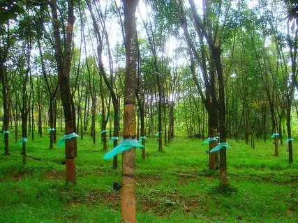 Hàng chục hécta cao su bị “bỏ hoang”
