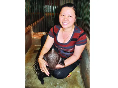 Giàu bất ngờ nhờ nhím giống