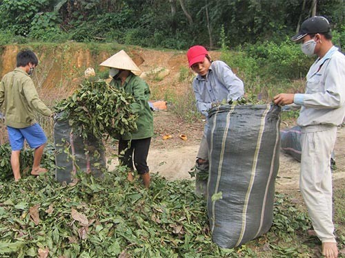 Dân lại đổ xô gom lá cò ke bán qua Trung Quốc