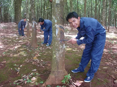 Khổ vì mủ cao su rớt giá