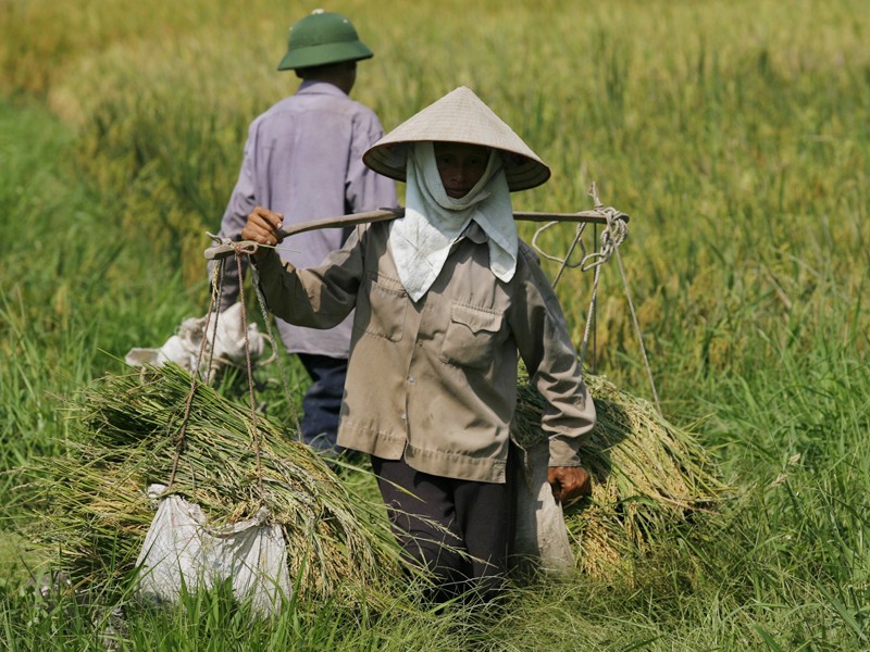 Theo TS Vũ Tuấn Anh: Không nên thường xuyên thu hồi, chia lại ruộng đất Ảnh: Hồng Vĩnh