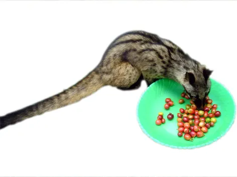 'Giải mật' cà phê chồn - thức uống đắt nhất hành tinh
