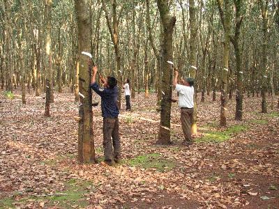 Nghịch lý trong xuất, nhập khẩu nguyên liệu cao su: Lỗi từ cơ chế điều hành