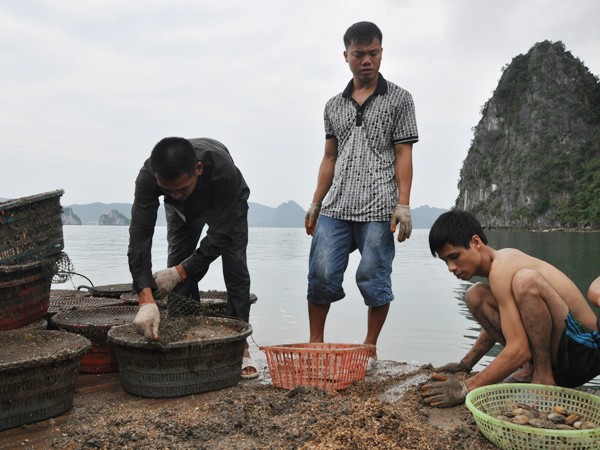 Tu hài nuôi của hộ ông Nguyễn Văn Minh chết hàng loạt