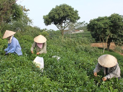 Tìm thương hiệu cho chè Việt