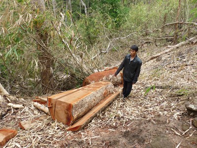 Các chủ rừng “đùn đẩy” lỗi