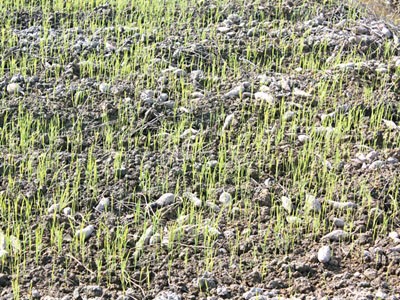 Khoai mì hoang mang, khoai lang tức tưởi