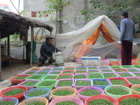 Xóm sợ Tết