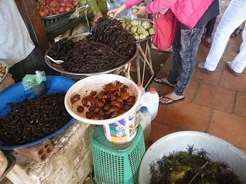 Ăn chuột Campuchia, chó nhập lậu, nhện độc ngoại