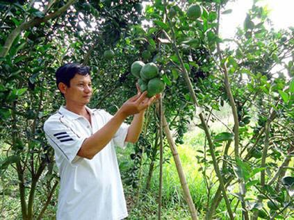 Mô hình tổ hợp tác thanh niên