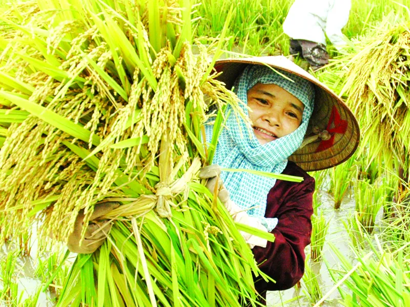 Cách mạng trong sản xuất nông nghiệp