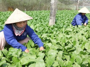 Rau ngoại thành 'rớt giá', nội thành giá cao