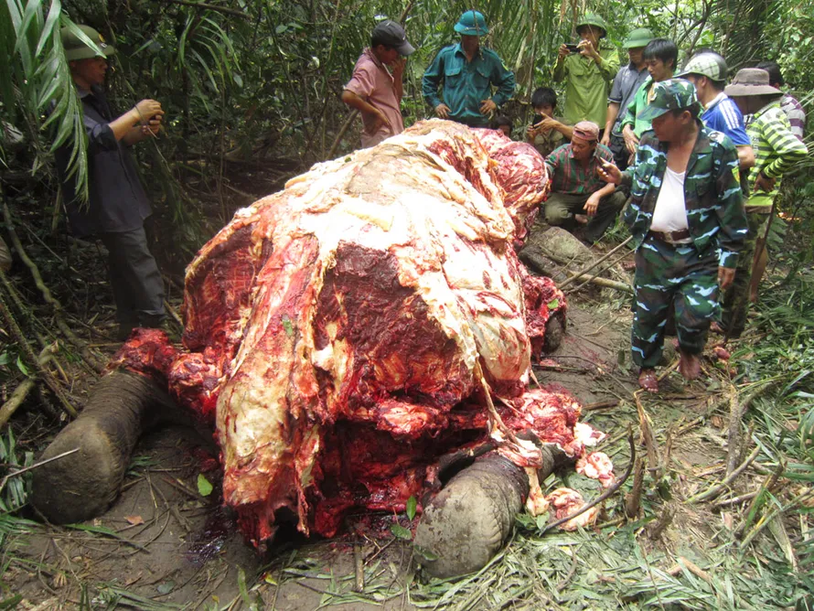 Khám nghiệm hiện trường 'hành quyết' voi