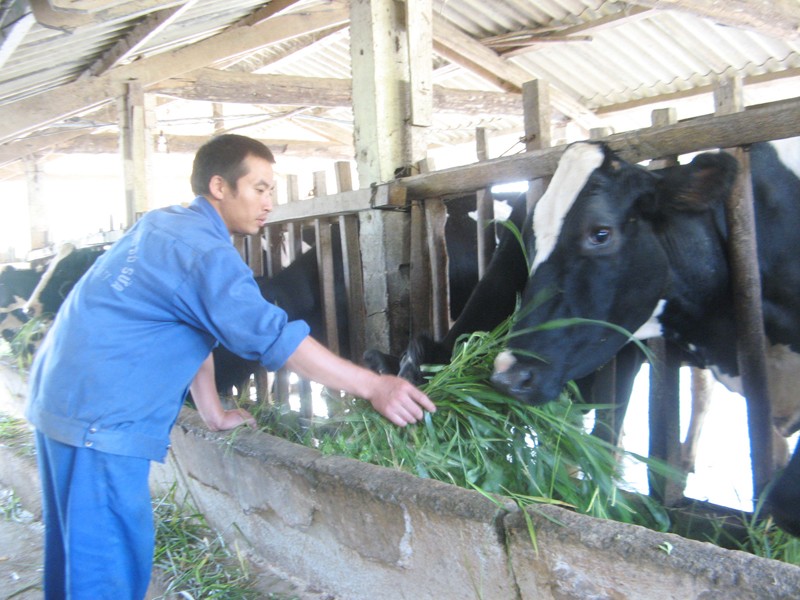 Nông dân chê bảo hiểm nông nghiệp vì phí cao