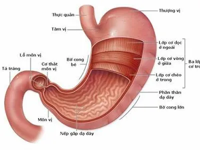 Bài thuốc hay chữa bệnh đau dạ dày – tá tràng