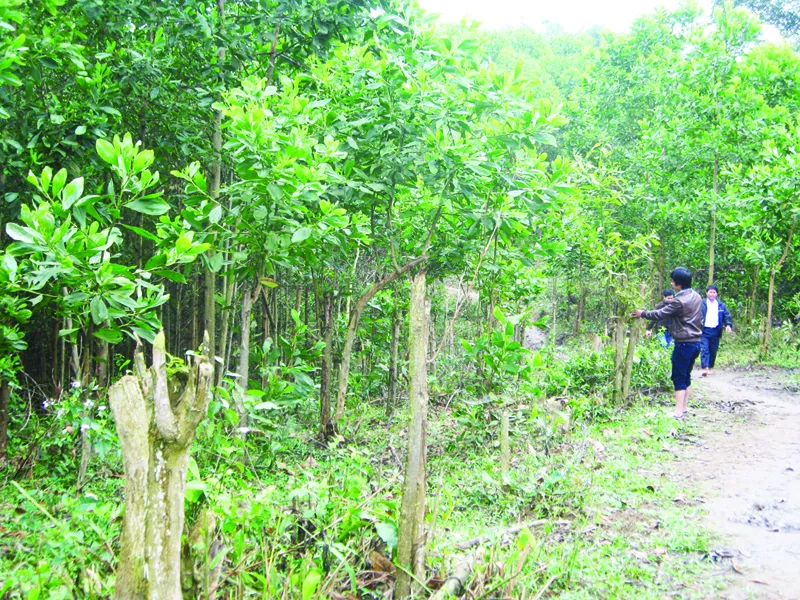 Một góc núi rừng Khe Canh thuộc bản Khứm