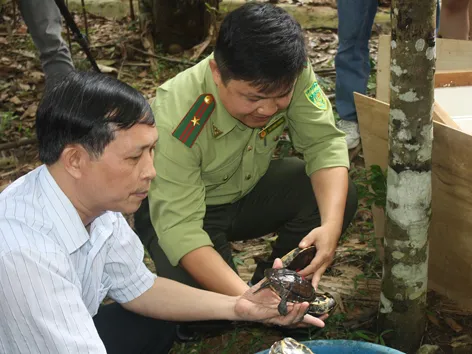Việt Nam nhận 71 cá thể rùa cực kỳ quý hiếm
