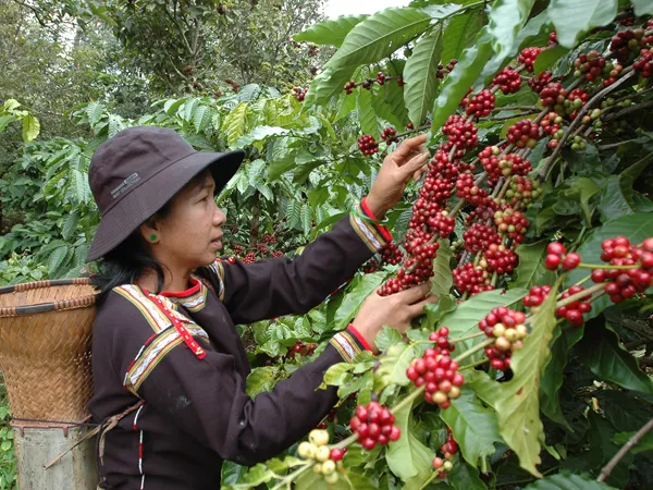 Cà phê thiệt hại ngàn tỷ vì hái non