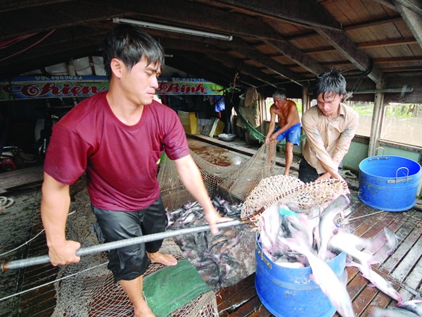 Doanh nghiệp ngoại liên kết, người nuôi bị thiệt