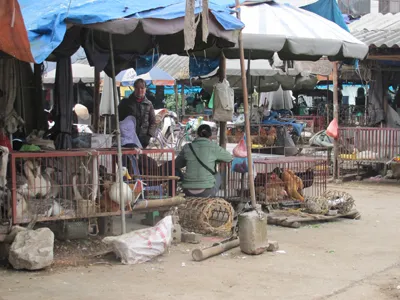 Lập đội đặc nhiệm chống cúm A/H7N9