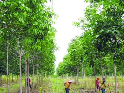 Đồng bào dân tộc thiểu số đang làm thuê cho Cty 194