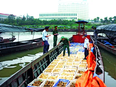 Tinh vi nhập lậu gà thải, mèo chết