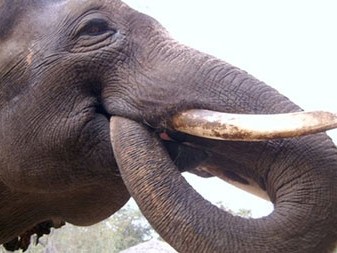 Kinh ngạc chú voi biết "nói" tiếng Hàn