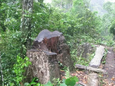 Khi rừng nói