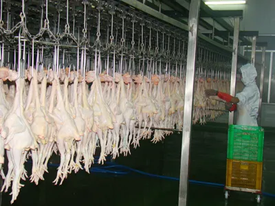 Người chăn nuôi lao đao vì thịt nhập