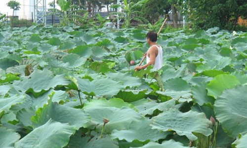 Nước lá sen hay được dùng để giảm béo. Tuy nhiên, dùng phải có liều lượng hợp lý. Ảnh: Phan Dương.