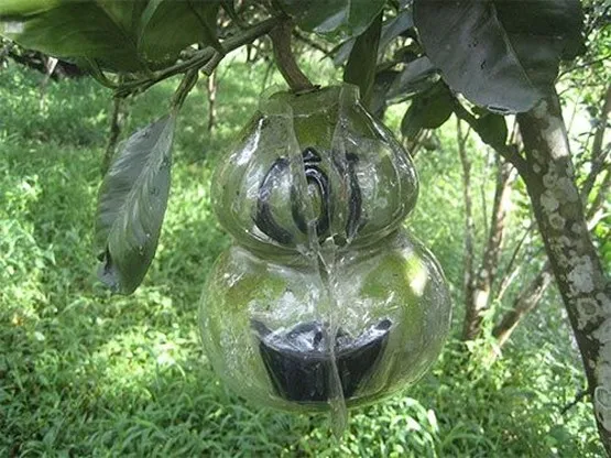 Quà Tết: Gà chín cựa, dưa bản đồ