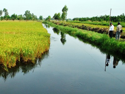 Lúa chịu mặn luân canh trên vuông tôm ở Hồng Dân Ảnh: T.H