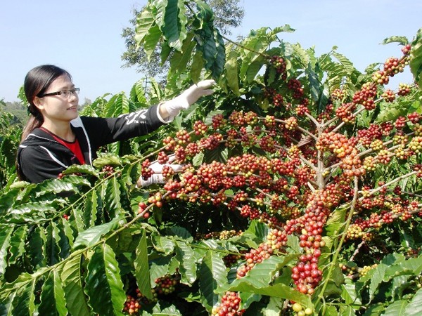 “Cuộc chiến” giành lại nhãn hiệu Cà Phê Buôn Ma Thuột mới chỉ bắt đầu