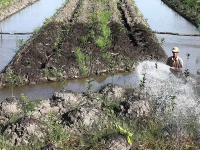 Nông dân ồ ạt bỏ lúa trồng cam sành