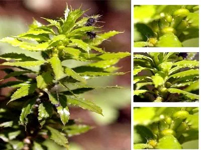 Xoá đói, giảm nghèo bằng nuôi trồng dược liệu