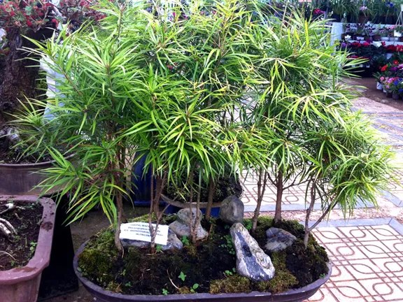 Độc và lạ Festival hoa Đà Lạt