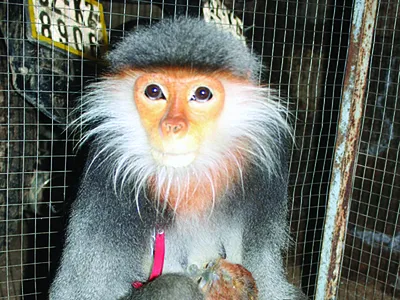 Truy sát linh trưởng: Ăn con sách đỏ, chứng tỏ tay chơi