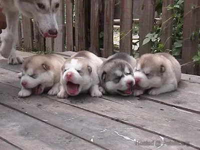 Bênh từ thú cưng